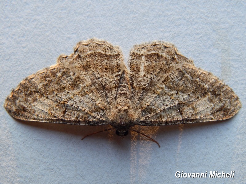 Serie di Falene da confemare